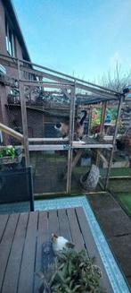 Gaaspanelen voor kippen/katten/vogelren, Ophalen of Verzenden, Hout