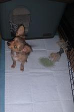 Chihuahua pup, Particulier, CDV (hondenziekte), Reu, Nederland