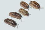 Armadillidium vulgare "Marbled", Dieren en Toebehoren, Overige soorten
