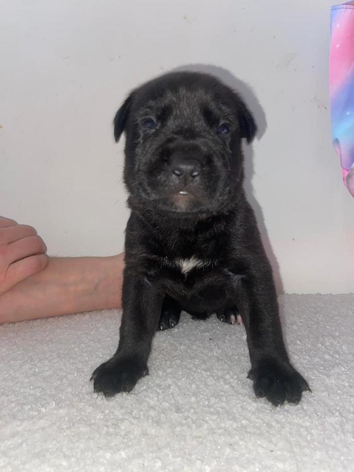 Bully xl x rottweiler pups, Dieren en Toebehoren, Honden | Bulldogs, Pinschers en Molossers, Meerdere dieren, Rottweiler, Particulier