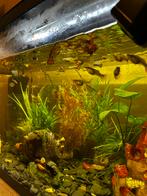 Guppie vissjes, Dieren en Toebehoren, Vissen | Aquaria en Toebehoren, Ophalen of Verzenden, Zo goed als nieuw, Gevuld zoetwateraquarium