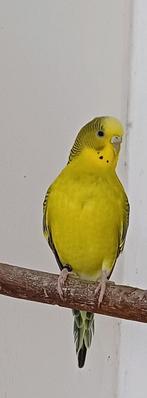 Grasparkieten, Meerdere dieren, Parkiet, Geringd