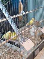 kanarie divers, Dieren en Toebehoren, Vogels | Kanaries, Meerdere dieren, Kleurkanarie