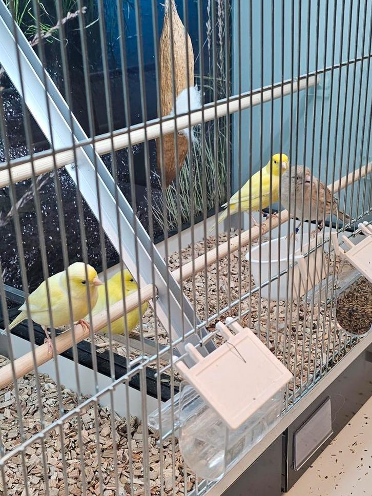 kanarie divers, Dieren en Toebehoren, Vogels | Kanaries, Kleurkanarie, Meerdere dieren