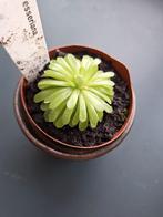 Pinguicula esseriana jong plantje, Ophalen of Verzenden, Volle zon, Minder dan 100 cm