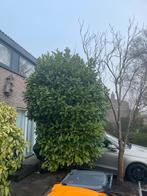 Portugese laurier 2 st, +- 4 meter hoog. Gratis af te halen., Tuin en Terras, Ophalen, Laurier, 250 cm of meer