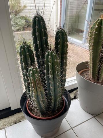 Stetsonia coryne cactus groot beschikbaar voor biedingen