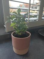 Koffieplant met roze pot, Ophalen, Overige soorten, Minder dan 100 cm