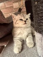 Britsekorthaar te koop, Dieren en Toebehoren, Katten en Kittens | Raskatten | Korthaar, Kater, Ontwormd