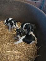 Boerenfox driekleurige puppies., Dieren en Toebehoren, Overige rassen, 8 tot 15 weken, Meerdere, Meerdere dieren