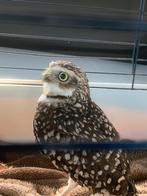 Gezocht! Konijnuil / Holenuil MAN, Dieren en Toebehoren, Vogels | Overige Vogels, Mannelijk, Tropenvogel