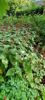 Persicaria, Ophalen, Zomer, Overige soorten, Halfschaduw
