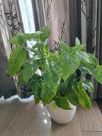 Grote Syngonium mottled mojito, Huis en Inrichting, Kamerplanten, Ophalen of Verzenden, Overige soorten, In pot, Minder dan 100 cm