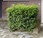 Planten gratis, Tuin en Terras, Bloeit niet, Overige soorten, Minder dan 100 cm, Ophalen