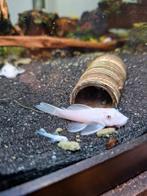 Snow white ancistrus, Dieren en Toebehoren, Vis, Zoetwatervis