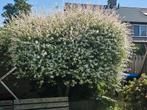Salix integra gratis op te halen, Ophalen, Halfschaduw, Overige soorten