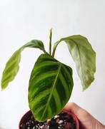 Calathea Zebrina Variegata 1, Huis en Inrichting, Kamerplanten, Overige soorten, Minder dan 100 cm, Ophalen of Verzenden, Halfschaduw