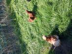 Zijdehoenders, Dieren en Toebehoren, Pluimvee, Vrouwelijk, Kip