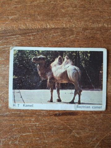 Oude Dandy Kamelenplaatje beschikbaar voor biedingen