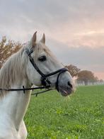 Anatomisch hoofdstel Horka Kapitano Zwart/Zilver Full, Dieren en Toebehoren, Paarden en Pony's | Hoofdstellen en Tuigage, Ophalen of Verzenden