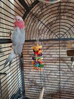 Jonge lieve rose kaketoe, Geslacht onbekend, Papegaai, Geringd