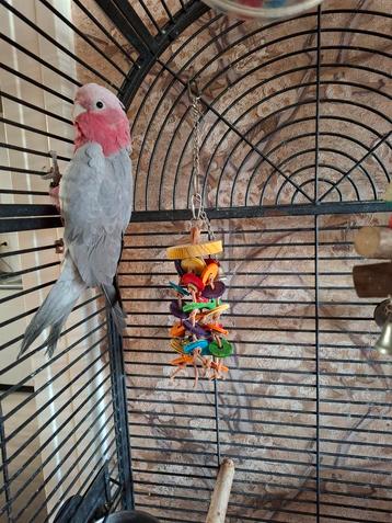 Jonge lieve rose kaketoe  beschikbaar voor biedingen