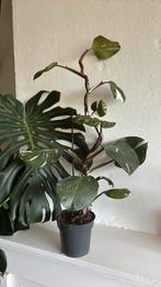 Grote Philodendron White Knight, Ophalen, Overige soorten, Minder dan 100 cm