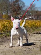 Te koop mooie BullTerriër reu, Dieren en Toebehoren, Bull Terriër, Nederland, Rabiës (hondsdolheid), Reu
