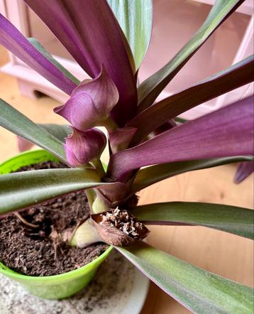 Tradescantia | donkergroen met paarse bladeren beschikbaar voor biedingen