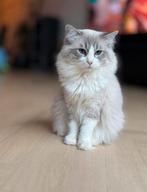 Prachtige Ragdoll kater te koop, Kater