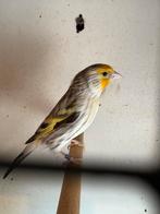 Bastaard putter te koop !!!!, Dieren en Toebehoren, Vogels | Kanaries, Mannelijk, Bastaard