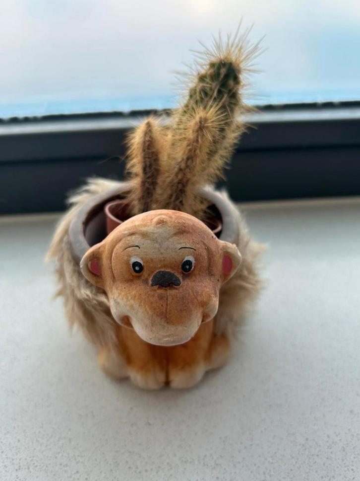 Dieren Plantenpotjes met Cactus, Tuin en Terras, Bloempotten, Nieuw, Aardewerk, Binnen, Minder dan 40 cm, Minder dan 25 cm, Overige vormen