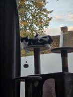 Twee kittens zoeken een warm nieuw huisje, Dieren en Toebehoren, Katten en Kittens | Raskatten | Korthaar, Meerdere dieren, Ontwormd