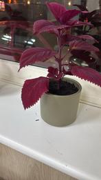 Mooie siernetel plant, Huis en Inrichting, Kamerplanten, Ophalen of Verzenden, Overige soorten, Minder dan 100 cm