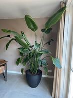 Strelitzia Nicolai - 2.50m Prachtexemplaar!, 200 cm of meer, Overige soorten, In pot, Groene kamerplant