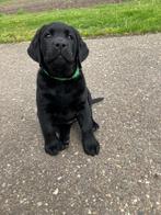 Zwarte labrador pups van geteste ouders, Dieren en Toebehoren, CDV (hondenziekte), Particulier, Meerdere, 8 tot 15 weken