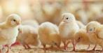Ross308 kuikens, Dieren en Toebehoren, Pluimvee, Geslacht onbekend, Kip