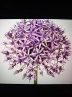 Allium  Violet Beauty Bolmaat 11  5 voor 15 euro, Ophalen of Verzenden, Gehele jaar, Volle zon, Bloembol