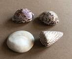 4x mooie oude tropische schelpen., Verzenden, Schelp(en)