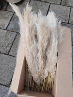 pampas pluim 100 korte stukjes maar grote fluffy pluim, Ophalen of Verzenden, Nieuw