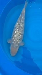 te koop ginrin soragoi, Karper of Koi