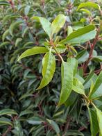 Prunus lusitanica- portugese laurier 80-100cm, Ophalen, Laurier, Struik, Minder dan 100 cm