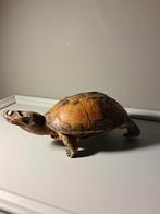 Antiek opgezette schildpad, Verzamelen, Dierenverzamelingen, Ophalen of Verzenden, Gebruikt, Opgezet dier