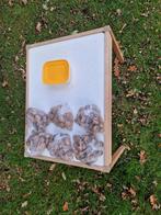 Walnoten 2025, Diversen, Ophalen of Verzenden