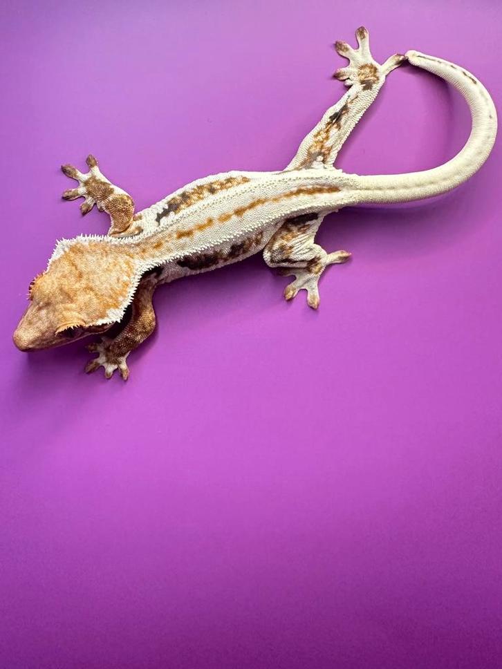 Wimpergekko vrouw tricolor lilly white superstripe