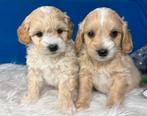Maltipoo pups teefjes 1600 reutjes 1500€, Nederland, Overige rassen, 8 tot 15 weken, CDV (hondenziekte)