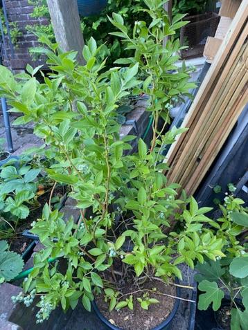 blauwe bessen plant (goldtraube of Chandler) beschikbaar voor biedingen