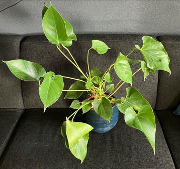 Anthurium plant beschikbaar voor biedingen