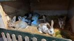 Vlaamse reuzen!, Dieren en Toebehoren, Konijnen, Meerdere dieren, Groot, 0 tot 2 jaar