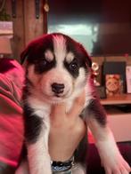 Siberische husky pups met FCI stamboom, Dieren en Toebehoren, Nederland, Reu, CDV (hondenziekte), 8 tot 15 weken